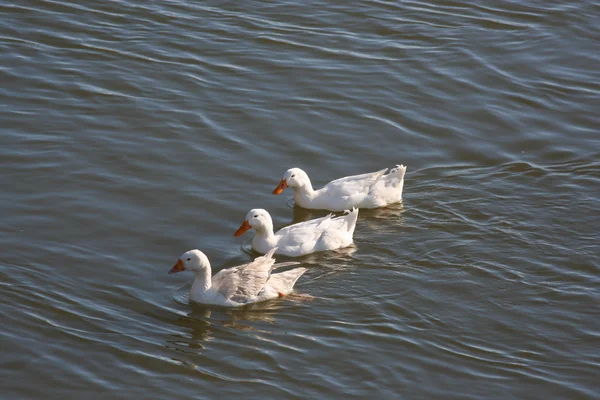 White domestic geese — Stock Photo, Image