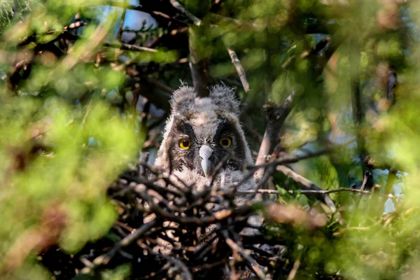 Long-eaered owl owlet in nest — Stock Photo, Image