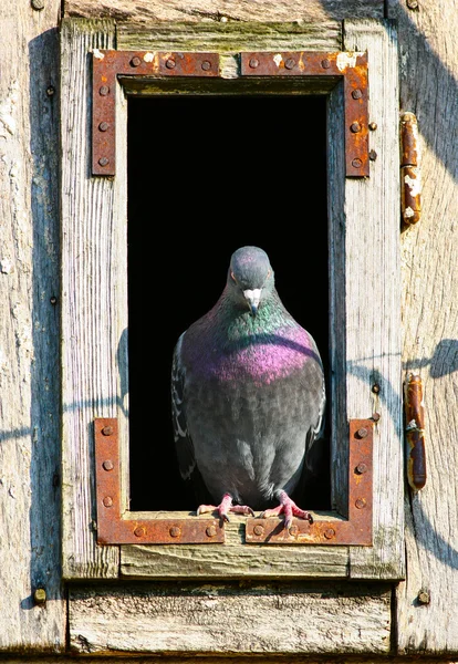 Feral pigeon on window — Stock Photo, Image