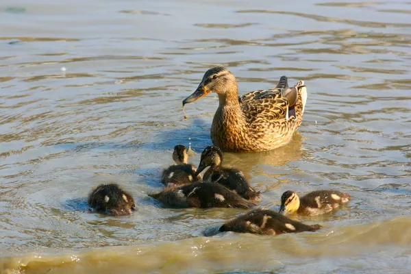 Mallard duck female with ducklings — Stock Photo, Image