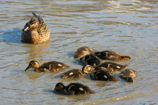 kendine göz anne ördek
