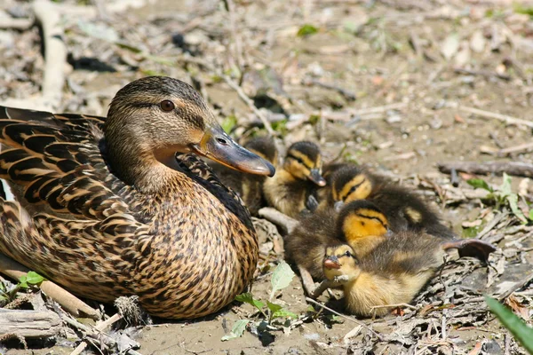 Mallard duck with ducklings — Stock Photo, Image