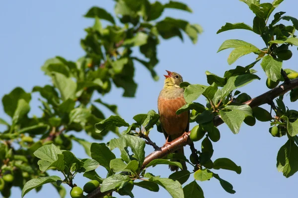 European Ortolan bunting singing — Stock Photo, Image