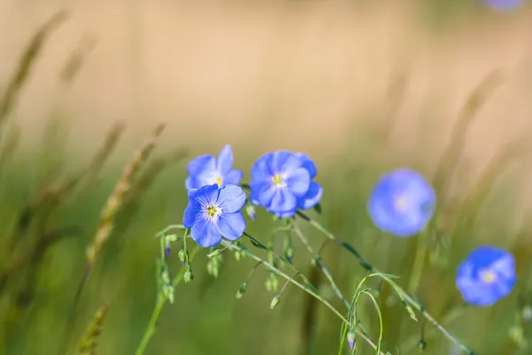küçük mavi çiçekler - beni unutma