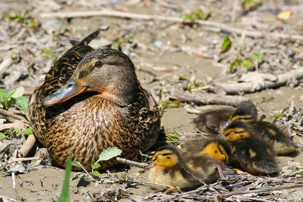 Mallardská kachna s kachnami — Stock fotografie