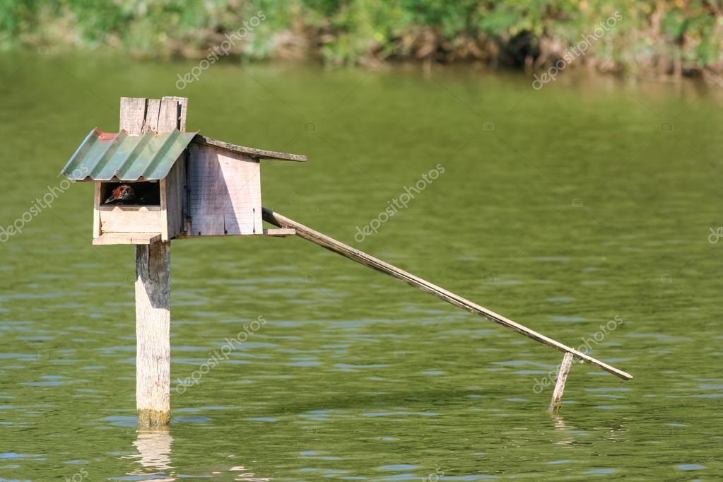 Muscovy Duck in nest box — Stock Photo #35664529