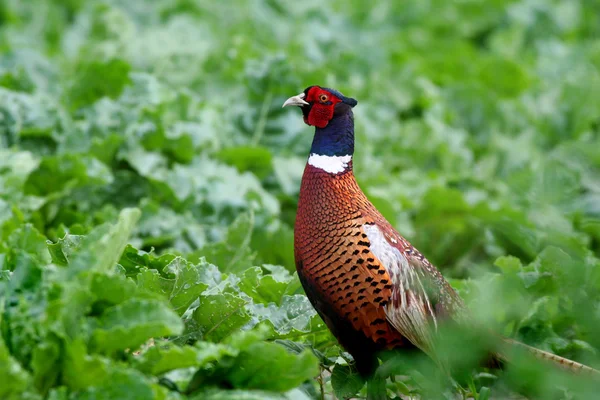 Pheasant in the field — Stock Photo, Image