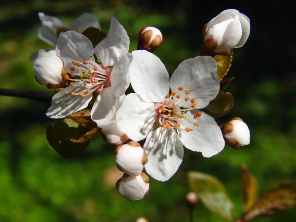 İlkbaharda kiraz çiçeği