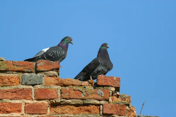 Two pigeons standing on brick wall — Stock Photo, Image