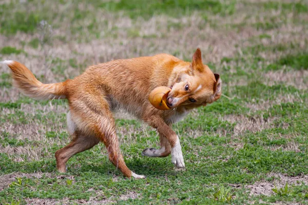 Dog playing with ball — Stock Photo, Image