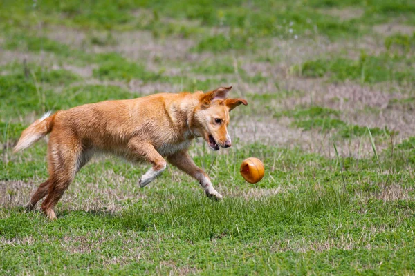 Dog playing with ball — Stock Photo, Image