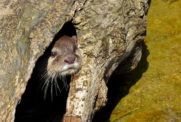 su samuru içi boş ağacını gizleme