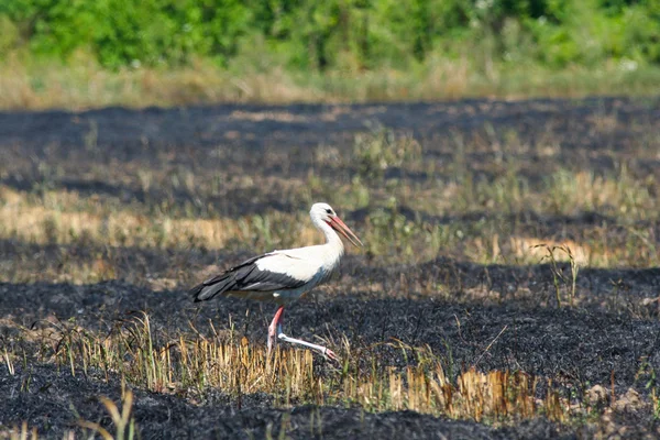 Cicogna bianca sul campo bruciato — Foto Stock