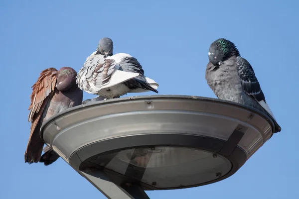 Pigeons on streetlight — Stock Photo, Image