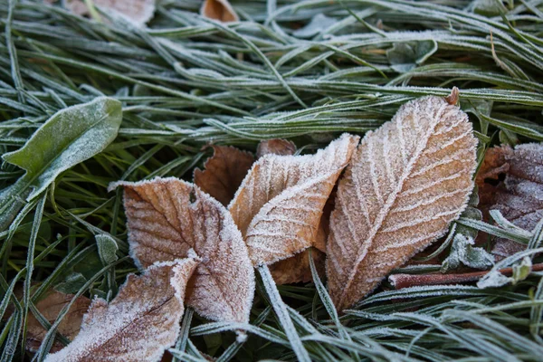 Frost auf Gras und Laub lizenzfreie Stockbilder