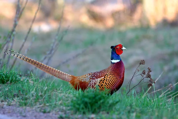 Male Pheasant — Stock Photo, Image