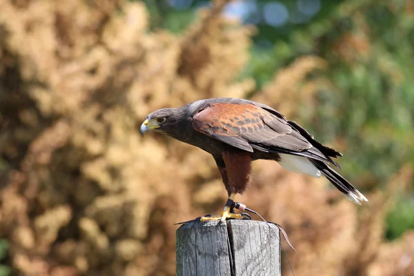 Harris hawk - falconry bird — Stock Photo, Image
