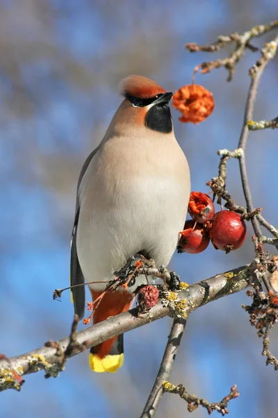 Waxwing on branch with berries — Stock Photo, Image