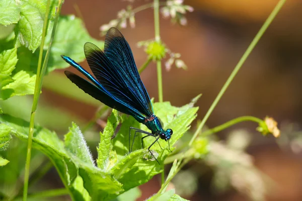 Hermosa Demoiselle - Libélula azul (Calopteryx virgo ) — Foto de Stock