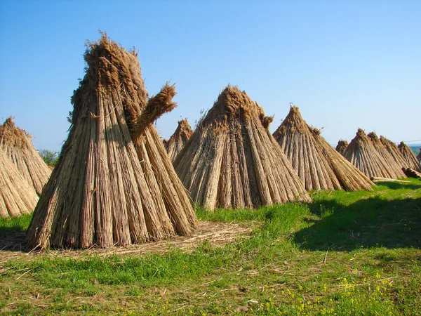 Bundles of reeds — Stock Photo, Image
