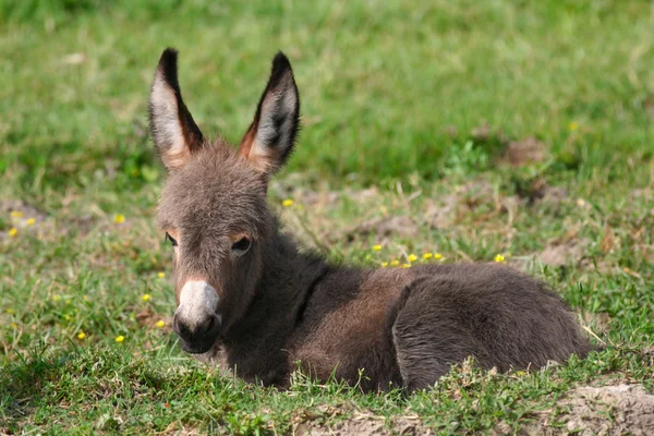Baby donkey — Stock Photo, Image