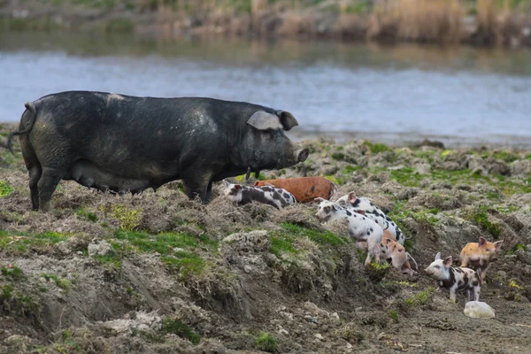 Spotted piglets with female pig — Stock Photo, Image