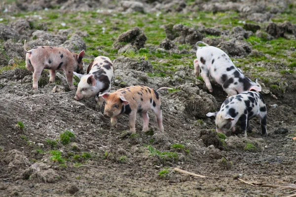 Spotted piglets — Stock Photo, Image