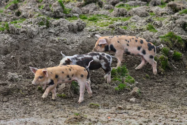 Spotted piglets — Stock Photo, Image