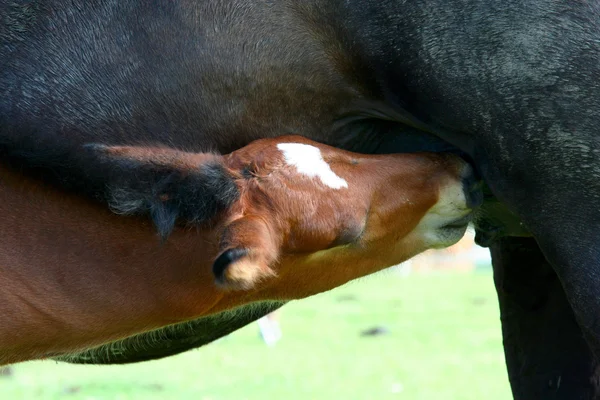 Fohlen säugen Mutter Stute — Stockfoto