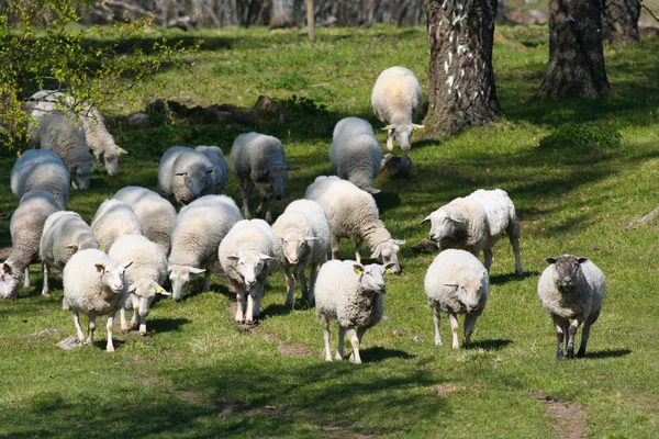 羊在草地上吃草moutons paissant sur herbe — 图库照片