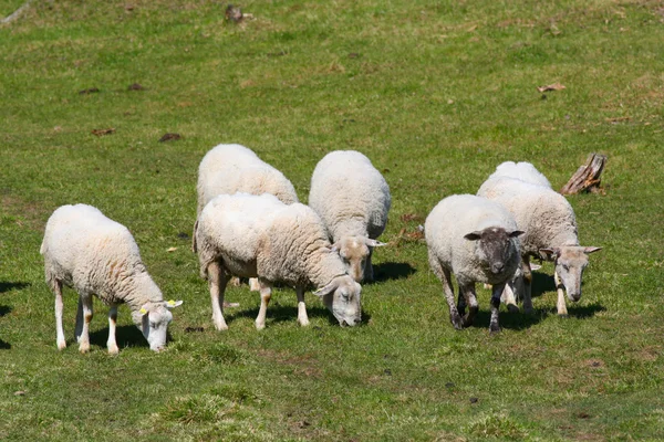 Ovejas pastando en la hierba — Foto de Stock