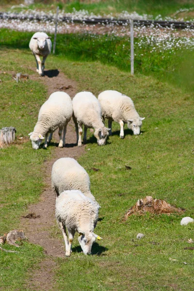 羊在草地上吃草moutons paissant sur herbe — 图库照片