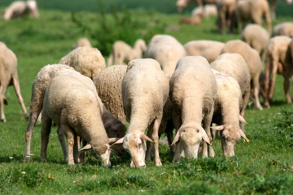 çimenlerde otlayan koyunlar