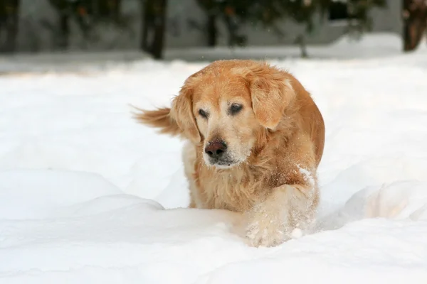 Gouden retriever op sneeuw — Stockfoto