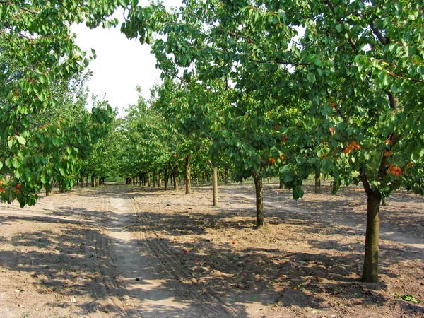 Apricot orchard — Stock Photo, Image