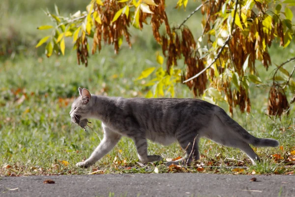 Katze fing eine Maus lizenzfreie Stockbilder