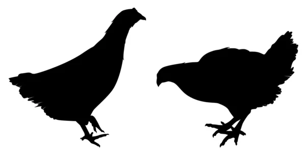 Pollo 2 — Vettoriale Stock