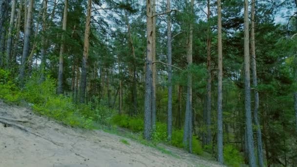 Pine Forest Spring Nightfall Wild Green Coniferous Forest European Part — Stock Video