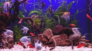Yeşil bitkileri ve mavi arka planda bir sürü balığı olan güzel bir tatlı su akvaryumu. Yavaş çekim. Büyük ölçekli tatlı su akvaryumu. Beyaz çakıl taşlı güzel bir akvaryum manzarası 