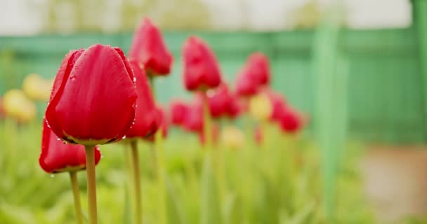 Makro Videoaufnahmen Zeitlupe Von Blühenden Roten Tulpen Filmaufnahmen Von Wunderschönen — Stockvideo