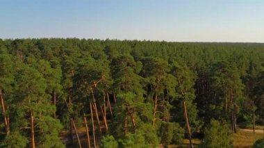Güneşli bir günde ağaçların tepesinde uçan bir dron. Gün batımında yeşil, sık bir ormanın havadan görünüşü. Yeşil bir ormanın üzerinde yumuşak hareket eden bir uçak. Çam ağaçları ormanının üzerinden havadan çekilmiş sinematik görüntüler..