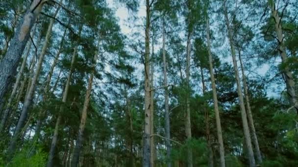 Bosque Pinos Primavera Antes Del Anochecer Bosque Coníferas Verdes Silvestres — Vídeos de Stock