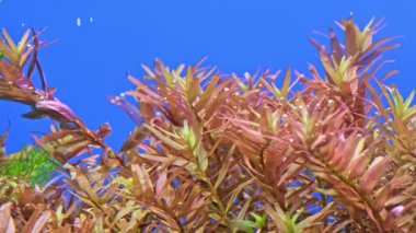 Güzel tatlı su bitkisi Limnophila hippuridoides oksijen salgılar. Akvaryumdaki akvaryum bitkilerinin fotosentezi. Mavi arka planda güzel akvaryum bitkilerinin makro çekimi