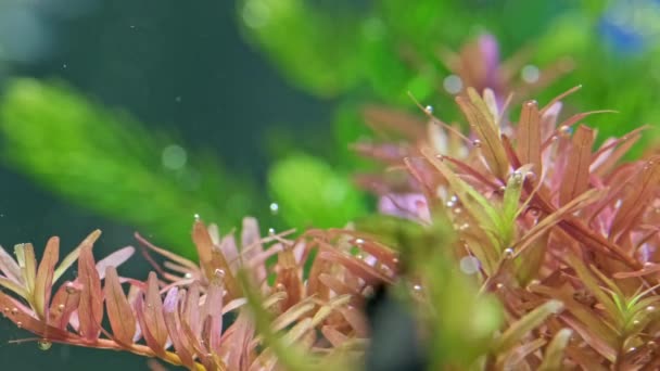美しい水族館の植物のマクロショット リンノフィラ ヒップリオイド 美しい緑の淡水植物は泡の酸素を醸し出しています 水族館内の水族館植物の光合成の過程 アクアスペース — ストック動画
