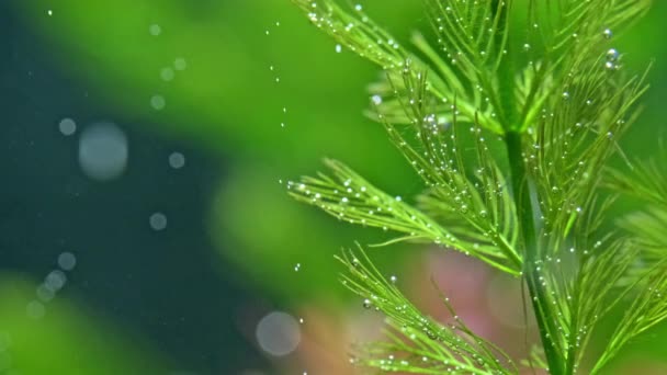 Пресноводный Аквариум Большим Количеством Зеленых Растений Которые Выделяют Пузырьки Кислорода — стоковое видео
