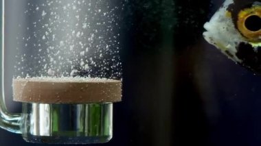 Suyun altındaki baloncukların yavaş hareketi, tatlı su akvaryumu. Suyun altında oksijen dağıtıcı bir sürü küçük kabarcık pompalıyor. Tatlı su akvaryumundaki CO2 reaktörü kabarcık yapar. Rahatlama ve meditasyon sahnesi