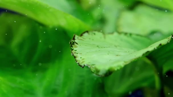 Nemocné Sladkovodní Akvarijní Rostliny Zblízka Černé Vousy Nemocný Zelený List — Stock video
