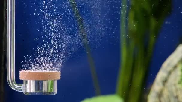 许多气泡在水下运动 淡水水族馆 氧气扩散器在水下泵送大量小气泡 淡水水族馆中的Co2反应堆会产生气泡 放松和冥想 — 图库视频影像
