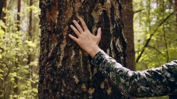 Rör Vid Trädstammen Människans Hand Vidrör Tallstam Närbild Människans Hand — Stockvideo