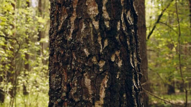 照相机沿着一棵老的大树的树干向上移动 保护自然 森林和环境的概念 在一个年轻的绿色森林的背景下 特写了一棵松树的树干 — 图库视频影像